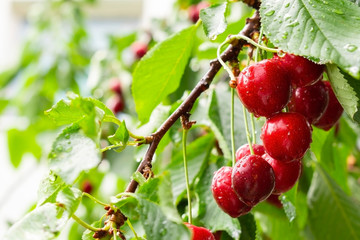 Wet cherry close up on the tree branch, after rain. Fruits with water drops.