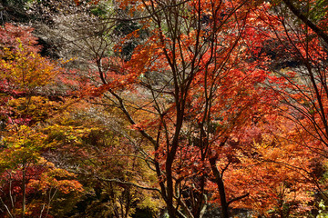 四季桜と紅葉