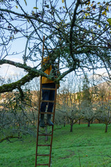 Mann, Baumpfleger auf einer Leiter sägt Äste an einem Baum ab