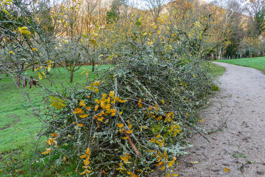 Mann, Baumpfleger auf einer Leiter s&auml;gt &Auml;ste an einem Baum ab