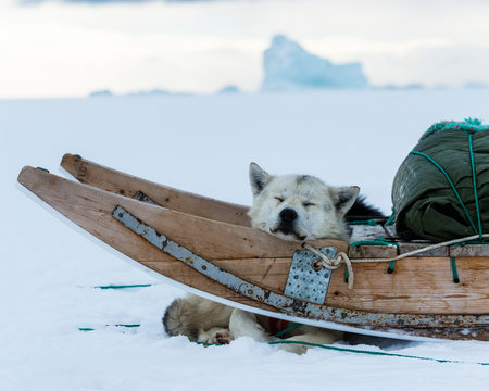 Dog Sleeping In Sledge