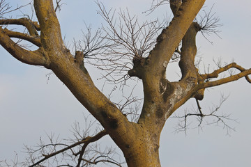 Fototapeta na wymiar 겨울 나무