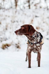 a purebred German Shorthaired Pointer standing in the snow.