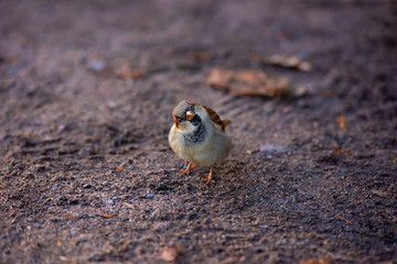 House sparrow, Passer domesticus, on the ground.