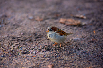 House sparrow, Passer domesticus, on the ground.