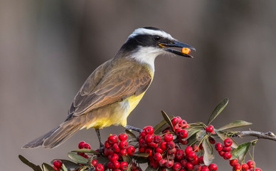 Great kiskadee Pitangus sulphuratus, Pantanal, Mato Grosso, Brasil