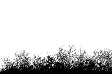 Natural silhouette of bushes with bare branches on a white background.