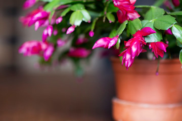 Christmas Cactus Flower in a Pot