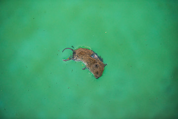 Dead mouse floating in a pool.