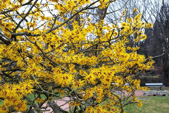 gelb bl&uuml;hender Strauch im Winter  Hamamelis Zaubernuss im Park