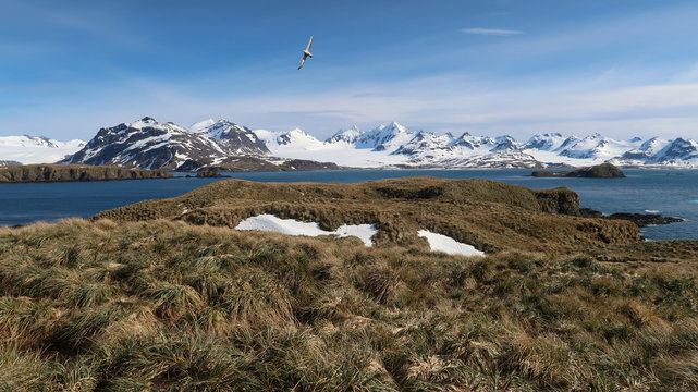 Landschaft in S&uuml;dgeorgien - Prion Island
