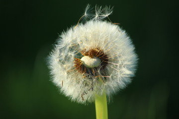 dandelion on green background