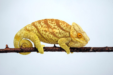 female Parson's chameleon / weibliches  Parsons Chamäleon (Calumma parsonii parsonii)  © bennytrapp