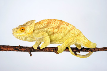 female Parson's chameleon / weibliches  Parsons Chamäleon (Calumma parsonii parsonii)  © bennytrapp