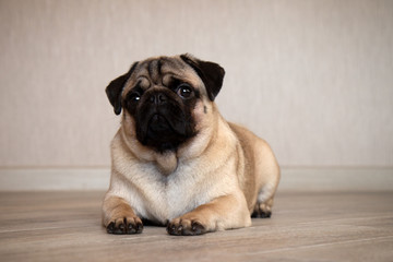Obraz premium Cute expression pug dog, pug lying on the floor in room and looking at camera