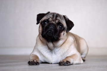 Cute expression pug dog, pug lying on the floor in room and looking at camera