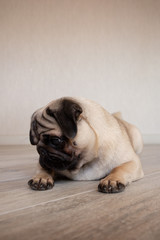 Adorable pug looking away while being unsure and laying in floor