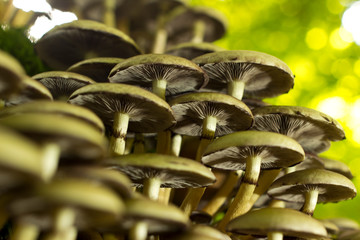 macro of mushrooms in autumn forest