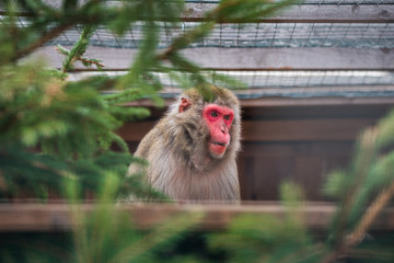 Portrain of Japanese Macaque Monkey Sitting on Tree Trunk in ZOO