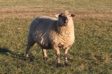 Schaf auf der Weide