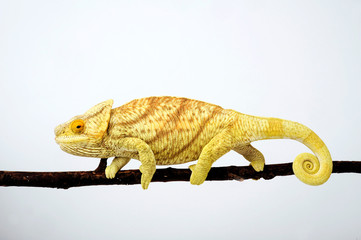female Parson's chameleon / weibliches  Parsons Chamäleon (Calumma parsonii parsonii)  © bennytrapp