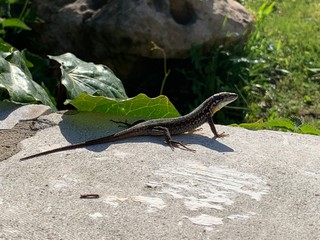 lizard on rock