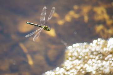 LIBELULA VOLANDO SOBRE ESTANQUE
