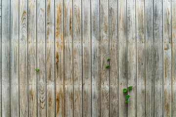 Brown wooden fence with green leaves, background