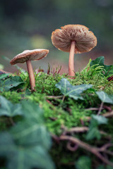 fungi mushroom on the woodland floor 
