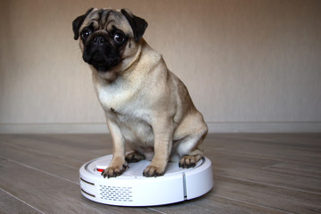 A pet pug is sitting on a white robot vacuum cleaner and controls the quality of cleaning