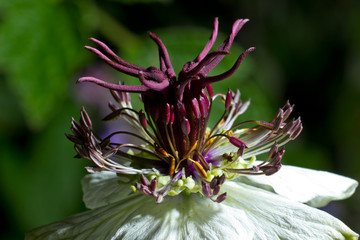 close up of a purple flower
