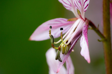 Fototapeta na wymiar pink flower with pollen