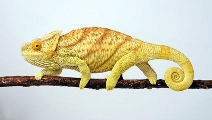 female Parson's chameleon / weibliches  Parsons Chamäleon (Calumma parsonii parsonii)  © bennytrapp