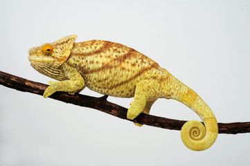 female Parson's chameleon / weibliches  Parsons Chamäleon (Calumma parsonii parsonii)  © bennytrapp