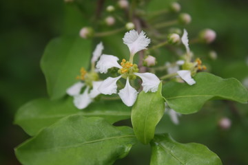 White blossom
