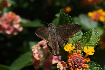 Butterfly in a flower