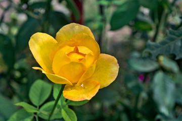 Yellow rose