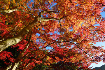 紅葉