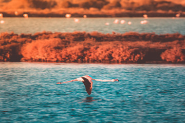fenicottero rosa in volo sul pelo dell'acqua alla laguna di orbetello al tramonto © jeferstellari