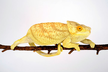 female Parson's chameleon / weibliches  Parsons Chamäleon (Calumma parsonii parsonii)  © bennytrapp