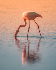 fenicottero rosa con testa abbassata che mangia in acqua bassa al tramonto © jeferstellari