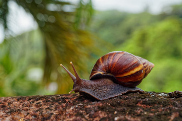 Giant African Land Snail - Achatina fulica large land snail in Achatinidae, similar to Achatina achatina and Archachatina marginata, pest issues, invasive species of snail