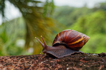 Giant African Land Snail - Achatina fulica large land snail in Achatinidae, similar to Achatina...