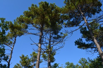 green trees and blue sky
