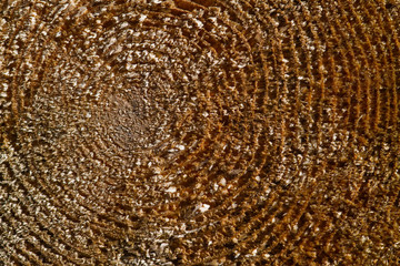 annual rings of a cut down tree