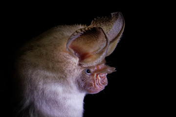 Trident bat or trident leaf-nosed bat - Asellia tridens species of bat in Hipposideridae in the...