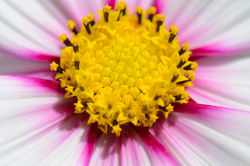 colorful flower with white, pink and yellow 