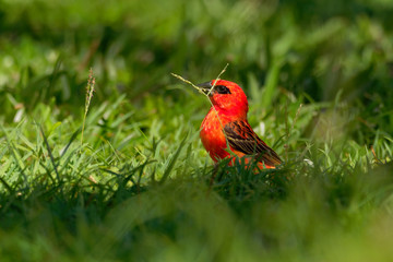 Madagascar Red Fody - Foudia madagascariensis red bird on the green and palm tree found in forest clearings, grasslands and cultivated areas, in Madagascar it is pest of rice cultivation