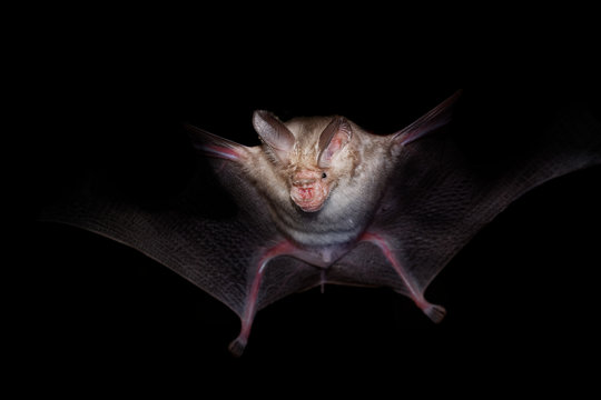 Trident bat or trident leaf-nosed bat - Asellia tridens species of bat in Hipposideridae in the dark in the night.