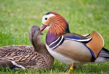 mallard with mandarin duck